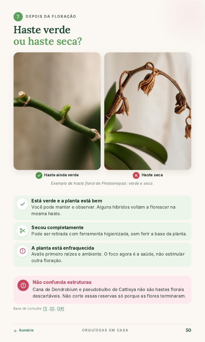 Página Haste verde ou haste seca?