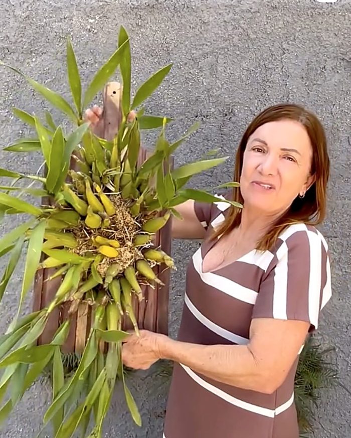 Rosângela mostrando um Dendrobium montado em madeira