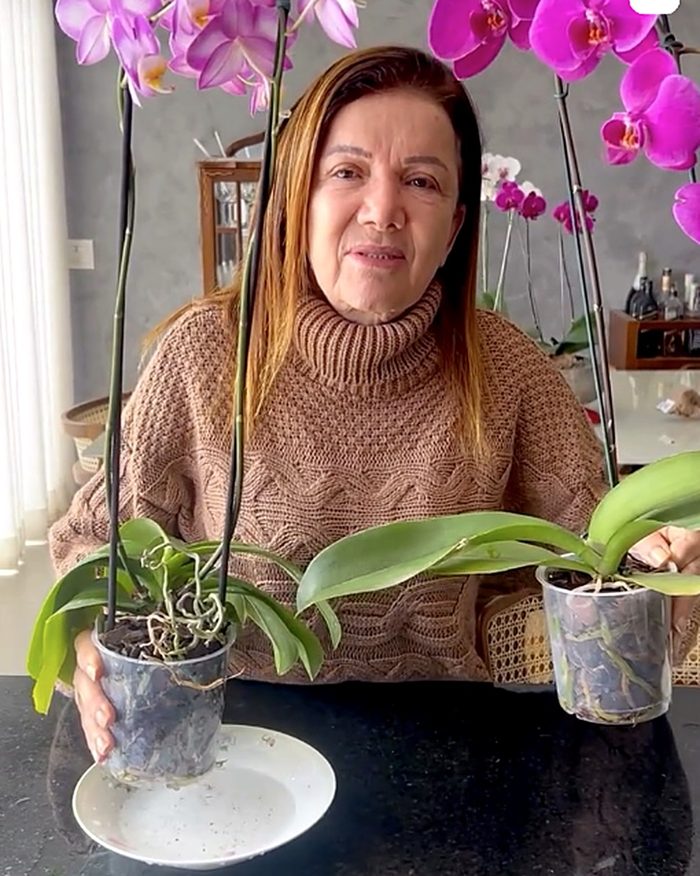 Rosângela mostrando duas Phalaenopsis em vasos transparentes, com as raízes à vista